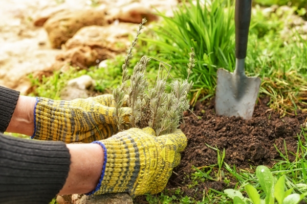 homeowner planting by the home heating oil tank in summer